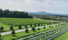 VIGNOBLE EN EXPLOITATION À VENDRE REF#16834