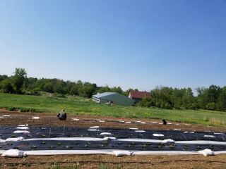 Terre agricole à vendre Laurentides avec poulailler REF#17060