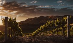 Terrain avec vignoble - REF#16381