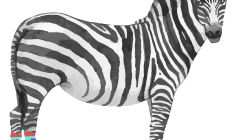 Entreprise à vendre – Chaussettes magnétiques fusionnelles – Une exclusivité en Amérique du Nord REF#17025